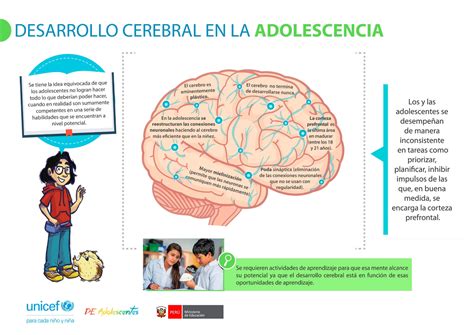 infografía sobre el desarrollo cerebral y visual del feto y el papel del omega-3