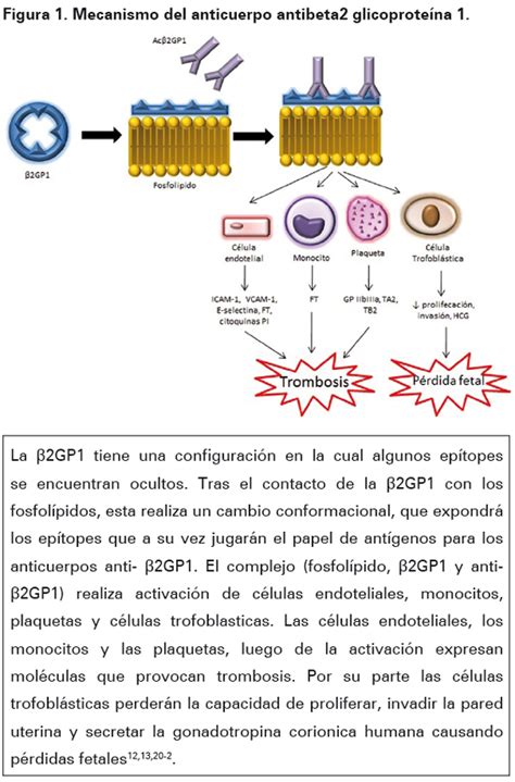 Esquema de las membranas celulares y el ataque de los anticuerpos antifosfolípidos