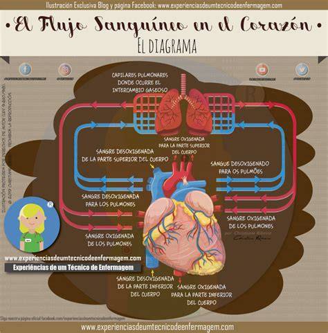 Diagrama de flujo sanguíneo placentario afectado por trombos