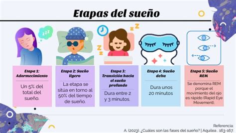 Infografía: Fases del sueño en bebés y adultos