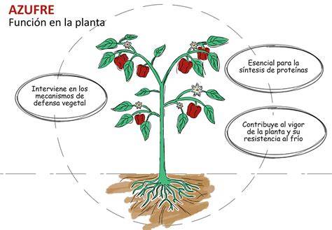 Infografía detallando las funciones del azufre en las plantas de cannabis: síntesis de proteínas, formación de clorofila, activación enzimática, resistencia a enfermedades, equilibrio de nutrientes y mejora de aroma/sabor.