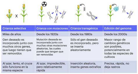 Esquema de la manipulación genética en plantas