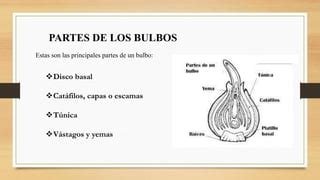 Diagrama anatómico de un bulbo mostrando el disco basal, las capas carnosas y la túnica protectora