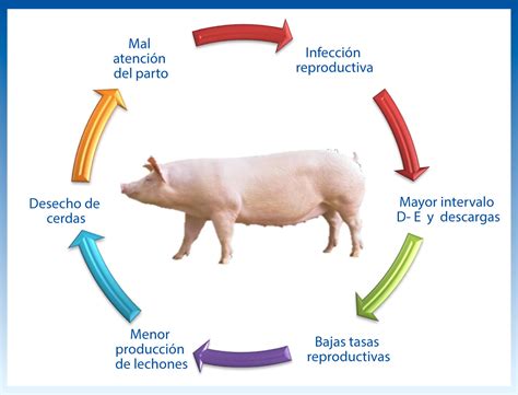 Diagrama esquemático del ciclo reproductivo de una cerda, destacando el período post-parto.