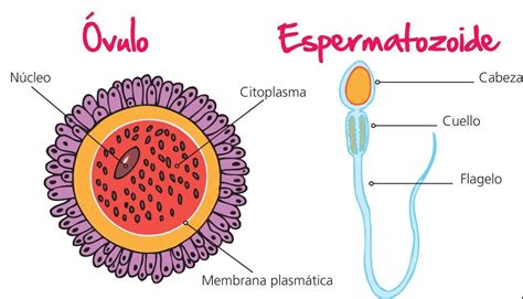 Espermatozoide y óvulo bajo el microscopio, destacando sus diferencias de tamaño y forma