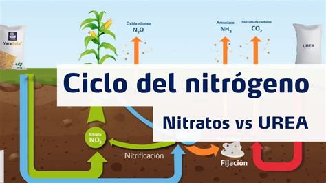 Infografía comparando las diferentes formas de nitrógeno (nitrato, amonio, urea) y su movilidad en el suelo.