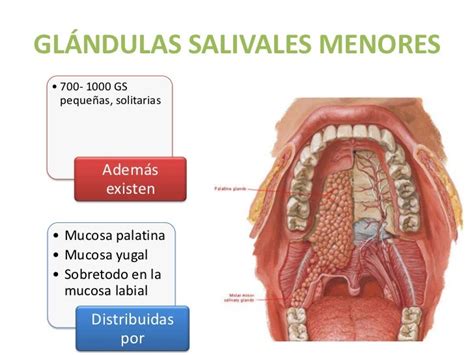 Esquema general de las glándulas salivales mayores y menores en la cavidad oral