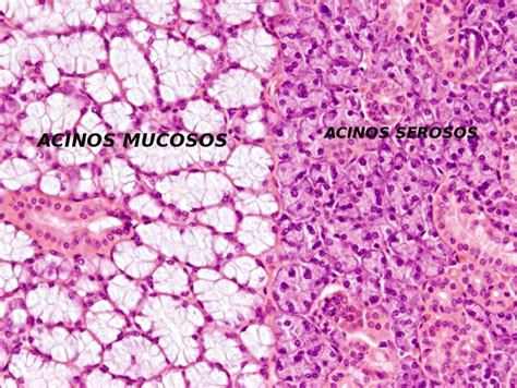Micrografía: Glándulas de Von Ebner con acinos serosos puros