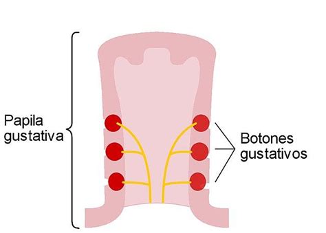 Esquema de las papilas caliciformes y botones gustativos