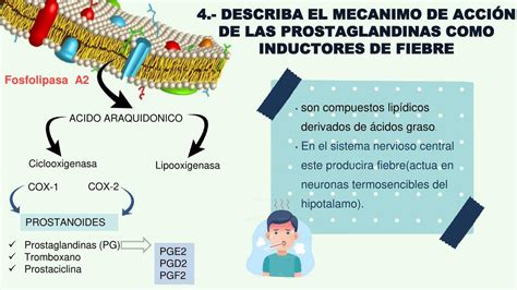 Esquema o diagrama explicando el mecanismo de acción de las prostaglandinas en la maduración cervical