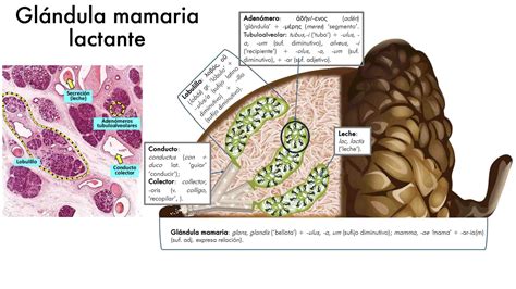 Esquema de las glándulas mamarias y el proceso de estimulación para la producción de leche