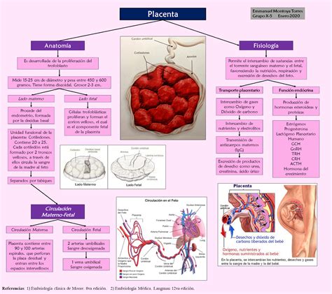 Esquema fisiológico de la placenta y el paso de sustancias desde la circulación materna hacia el feto
