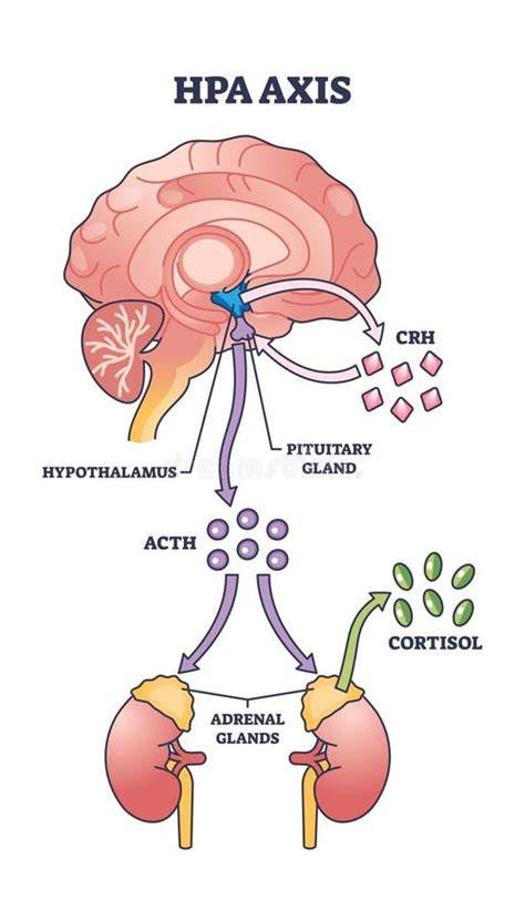 Esquema del eje HPA y la liberación de cortisol