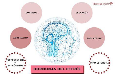 Diagrama de hormonas reproductivas y su interacción con el estrés
