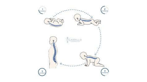 Esquema de las curvas de la columna vertebral en un bebé