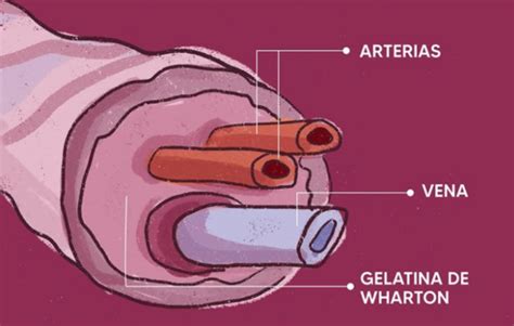 Esquema anatómico del cordón umbilical con vasos sanguíneos y gelatina de Wharton