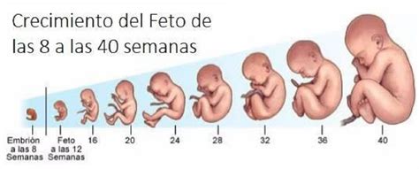 Infografía del feto de 12 semanas mostrando el desarrollo de órganos y extremidades.