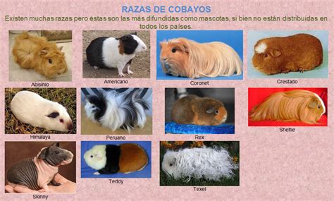 Imagen de diferentes tipos de pienso para cobayas