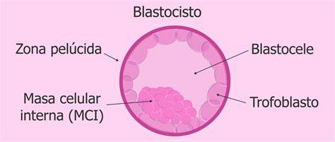 Esquema del blastocisto implantándose en el endometrio, mostrando la formación del trofoblasto y la masa celular interna.