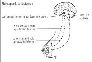 Esquema del reflejo de eyección de leche y la respuesta hormonal