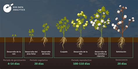 Esquema comparativo: cultivo de algodón orgánico vs. convencional, mostrando el uso de pesticidas y fertilizantes.