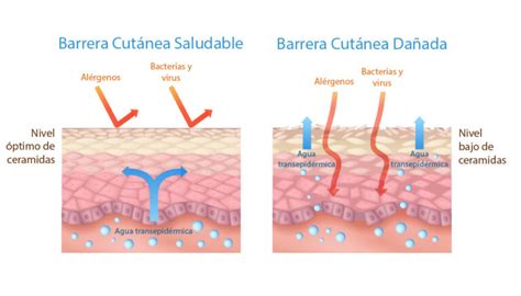 Diagrama de la barrera cutánea del bebé y cómo interactúan diferentes aceites.