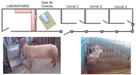 Esquema de las instalaciones de un centro de inseminación artificial porcina