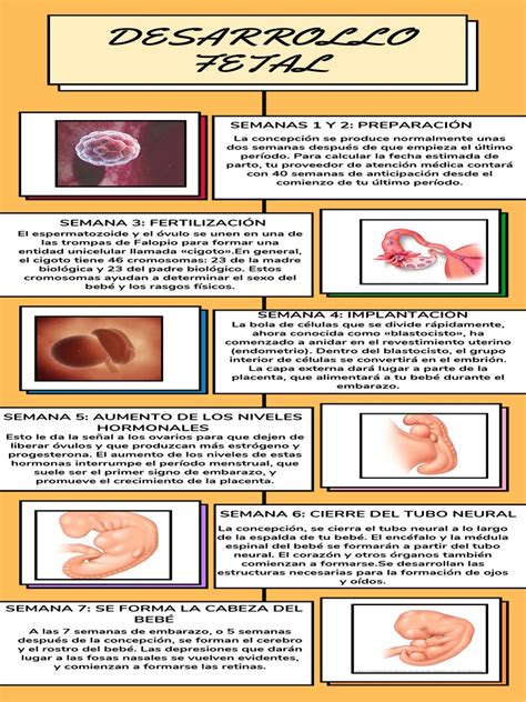 Infografía: Etapas del desarrollo fetal y neonatal