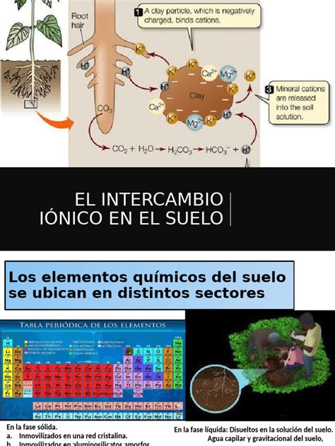 Infografía: Intercambio iónico en el suelo