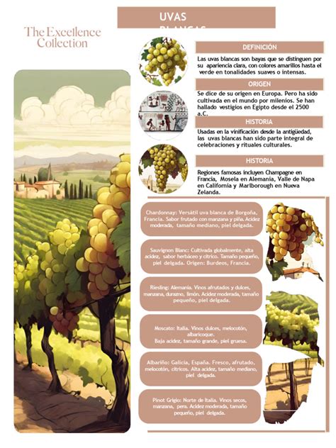 Infografía comparativa: uvas frescas frente a uvas pasificadas y botritizadas.