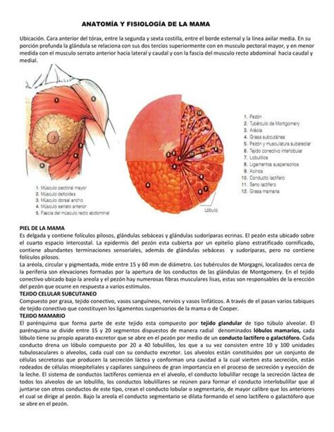 Ilustración de las mamas femeninas mostrando los cambios de tamaño y coloración de la areola durante el embarazo