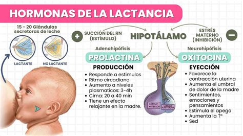 Diagrama de las hormonas implicadas en la producción de leche materna