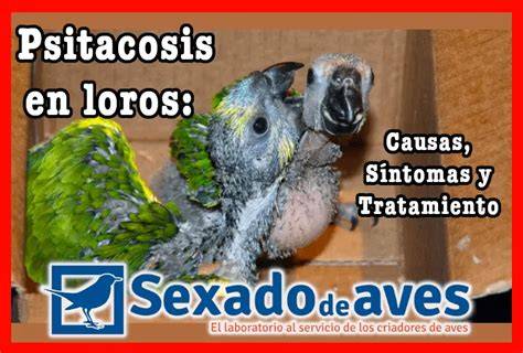 Infografía: Signos de buche fermentado en agapornis (buche duro, letargo, dificultad respiratoria)