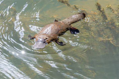 Foto de un ornitorrinco nadando en un río