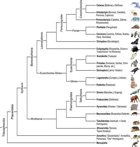 Árbol filogenético de los mamíferos, mostrando el origen de los monotremas
