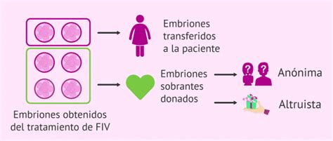 Esquema mostrando el proceso de la donación de embriones para investigación o reproducción.