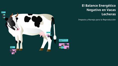 Infografía sobre el balance energético negativo en vacas gestantes y el impacto en la salud fetal.