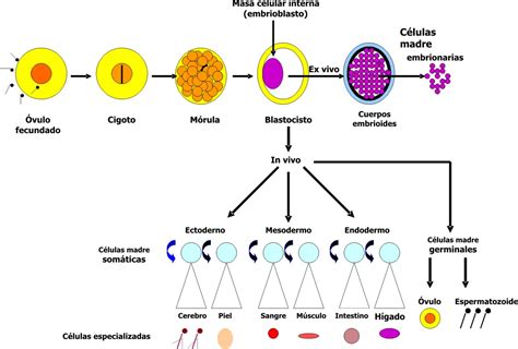 Ilustración conceptual de células madre embrionarias con potencial de diferenciación.