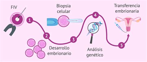 Infografía explicando el proceso de Diagnóstico Genético Preimplantatorio (DGP).
