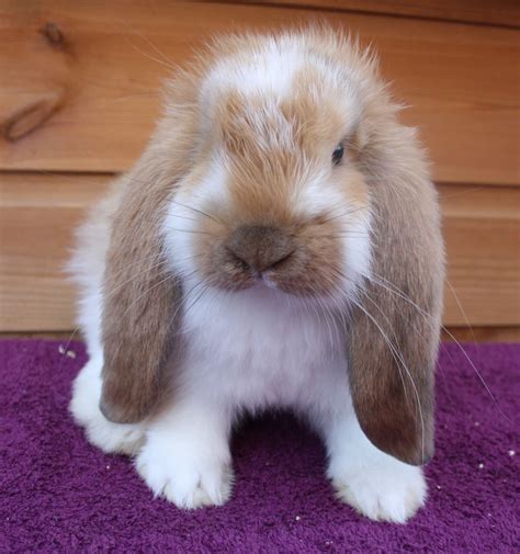 Foto de varios conejos mini lop con sus orejas caídas