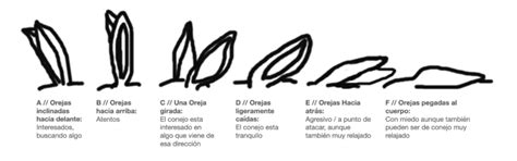 Esquema de las diferentes posiciones de las orejas de un conejo y su significado