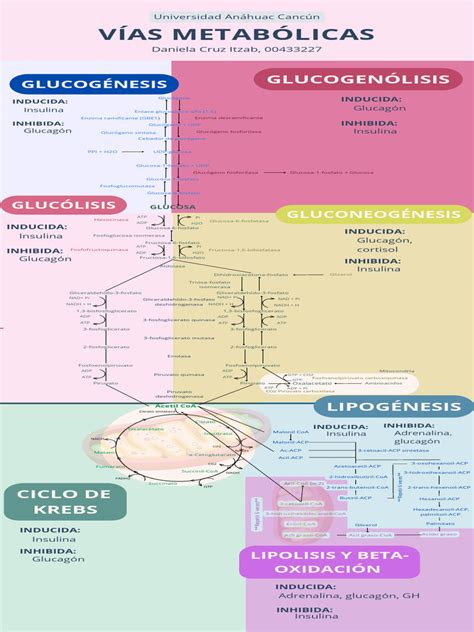 Esquema de las vías metabólicas de la glucosa en una mujer embarazada con diabetes gestacional