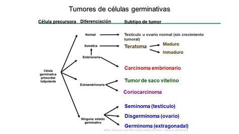 Esquema de las diferentes categorías de tumores de células germinales ováricos