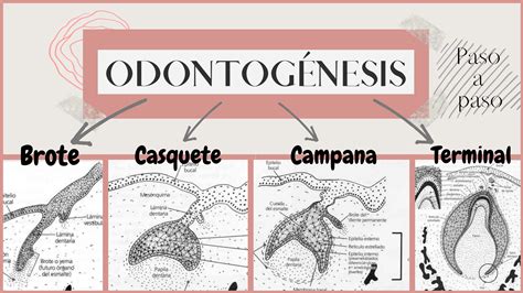 Esquema del desarrollo dental fetal