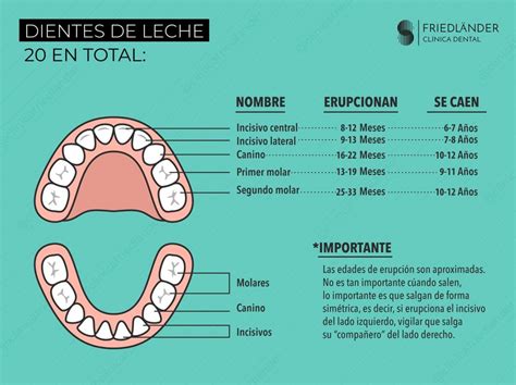 Infografía: Orden y edad aproximada de erupción de los dientes de leche