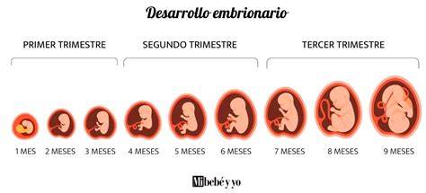 Esquema del desarrollo embrionario semana a semana durante el primer trimestre