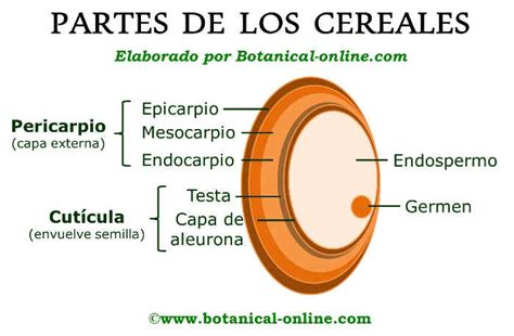 Infografía o esquema mostrando un grano de cereal completo y sus partes (germen, capas externas, harina).
