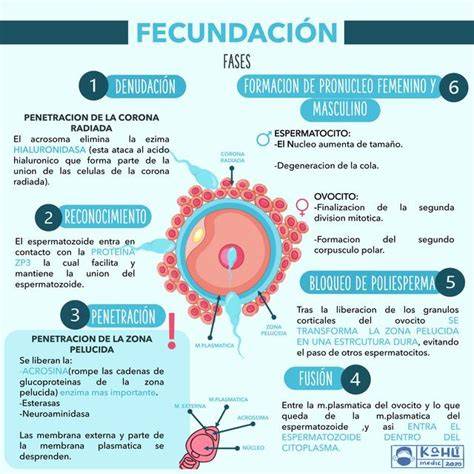 Esquema del proceso de fecundación in vitro, mostrando las fases y la duración de cada una