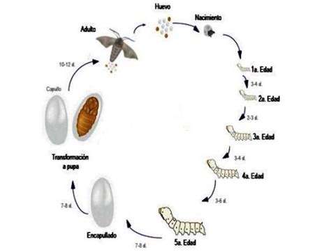 Diagrama del ciclo de vida del gusano de seda con todas sus fases