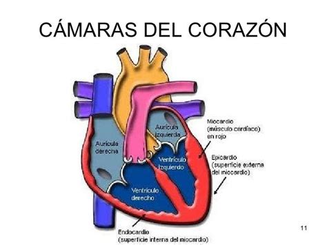 Ilustración esquemática del corazón fetal con indicación de las cámaras cardíacas y vasos principales.